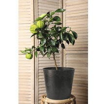 Petit agrume aux fruits verts bosselés dans un pot de fleurs gris foncé sur un support en bois devant un paravent en bois.