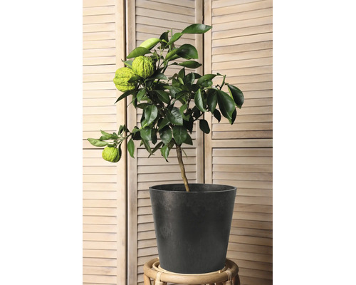 Petit agrume aux fruits verts bosselés dans un pot de fleurs gris foncé sur un support en bois devant un paravent en bois.