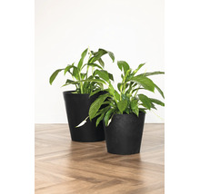 Deux fleurs de lune dans des pots de fleurs noirs sur un parquet en chevrons.