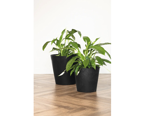 Deux fleurs de lune dans des pots de fleurs noirs sur un parquet en chevrons.