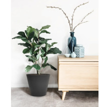 Grande plante verte dans un pot gris foncé à côté d'un buffet en bois clair avec une décoration bleue et un sablier dans une pièce lumineuse.