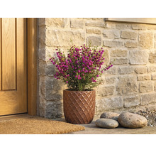 Blühende Pflanze mit kleinen violetten Blüten in einem braunen Keramiktopf mit Rautenmuster neben einer Holztür vor einer Steinwand.
