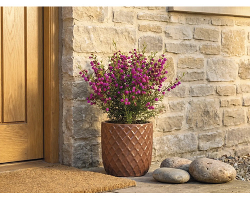 Blühende Pflanze mit kleinen violetten Blüten in einem braunen Keramiktopf mit Rautenmuster neben einer Holztür vor einer Steinwand.