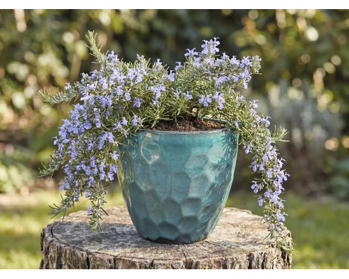 Rosmarin mit lila Blüten in einem blau-grünen strukturierten Keramiktopf auf einem Baumstamm im Garten.