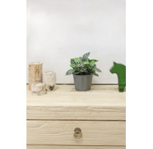 Künstliche Zimmerpflanze im grauen Topf, drei Birkenholz-Kerzenhalter und grüne Glasfigur auf einem hellen Sideboard aus Holz.