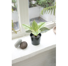 Künstlicher Philodendron Birkin im Topf auf einer Fensterbank neben dekorativen Steinen.
