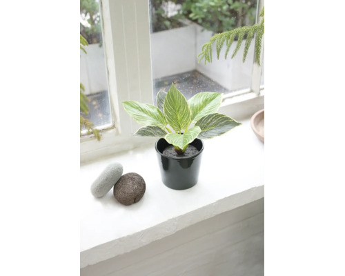 Künstlicher Philodendron Birkin im Topf auf einer Fensterbank neben dekorativen Steinen.