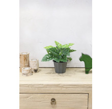 Künstliche Monstera adansonii Pflanze im grauen Topf auf einer hellen Holzkommode mit Birkenholz-Teelichthaltern und grüner Glasfigur.