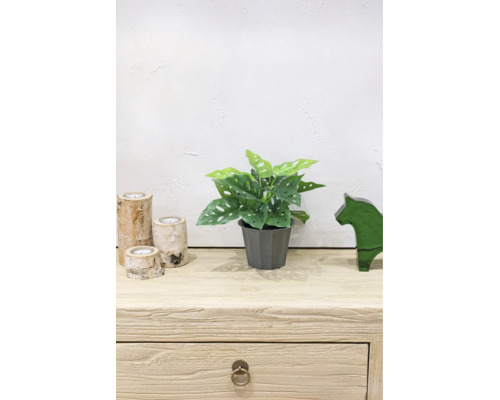 Künstliche Monstera adansonii Pflanze im grauen Topf auf einer hellen Holzkommode mit Birkenholz-Teelichthaltern und grüner Glasfigur.