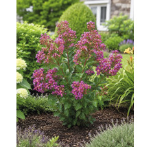 Blühend Lagerstroemia mat pinke Bléien am Gaardebet mat donkerem Mulch.