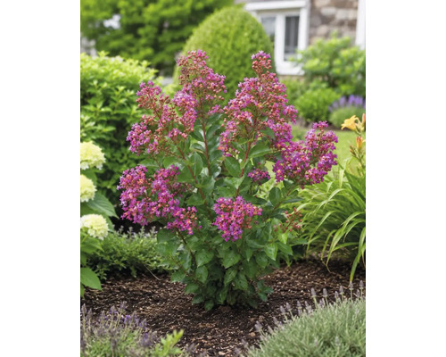 Blühend Lagerstroemia mat pinke Bléien am Gaardebet mat donkerem Mulch.