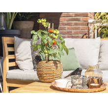 Terrasse de jardin lumineuse et organisée avec un plant de tomate dans un pot tressé sur une table en bois et des meubles de jardin.