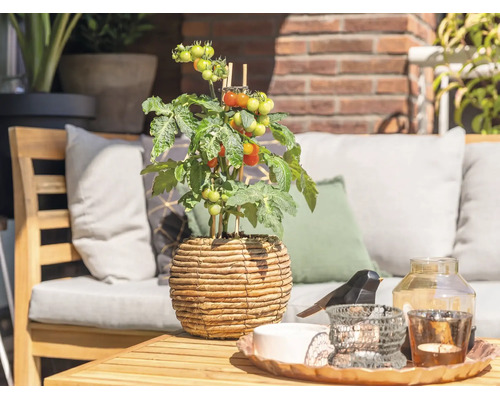 Terrasse de jardin lumineuse et organisée avec un plant de tomate dans un pot tressé sur une table en bois et des meubles de jardin.