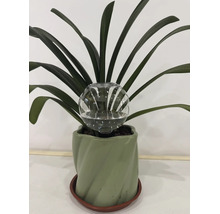Bewässerungskugel aus Glas zur automatischen Pflanzenbewässerung in einem Blumentopf mit Pflanze.