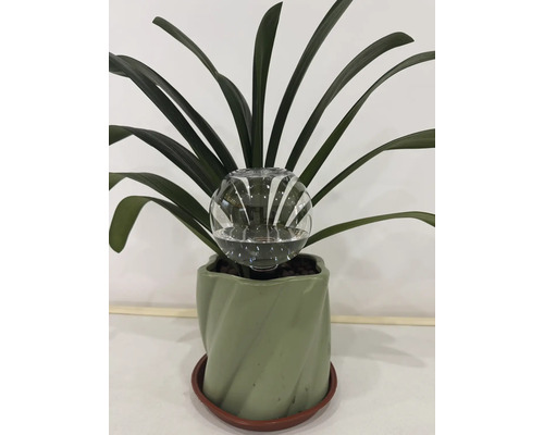 Bewässerungskugel aus Glas zur automatischen Pflanzenbewässerung in einem Blumentopf mit Pflanze.