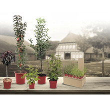 Assortiment de différents arbres fruitiers tels que pommier colonnaire et arbustes à baies dans des pots rouges sur une table en bois.