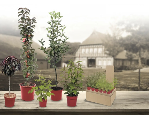 Assortiment de différents arbres fruitiers tels que pommier colonnaire et arbustes à baies dans des pots rouges sur une table en bois.
