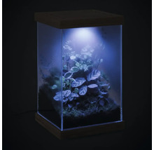 Pflanzenterrarium mit Holzdeckel, Holzsockel und integrierter LED Beleuchtung, bepflanzt mit verschiedenen Zimmerpflanzen und Moos.