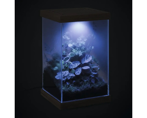 Pflanzenterrarium mit Holzdeckel, Holzsockel und integrierter LED Beleuchtung, bepflanzt mit verschiedenen Zimmerpflanzen und Moos.