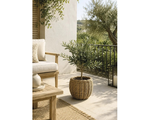 Petit olivier dans un pot en vannerie sur une terrasse lumineuse avec des meubles de jardin en bois.