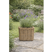Lavande avec fleurs violettes dans un panier carré en osier sur un chemin de jardin pavé.