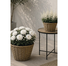 Chrysanthèmes et astilbes blancs dans des paniers tressés sur une table d appoint ronde et sur le sol dans un environnement lumineux.