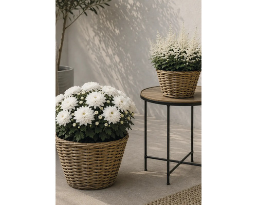 Chrysanthèmes et astilbes blancs dans des paniers tressés sur une table d appoint ronde et sur le sol dans un environnement lumineux.