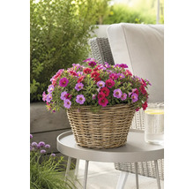 Calibrachoa colorés dans un panier tressé sur une table de jardin à l'extérieur.