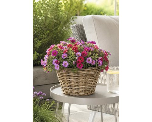 Calibrachoa colorés dans un panier tressé sur une table de jardin à l'extérieur.