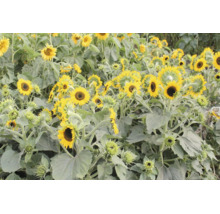 Ein Feld mit blühenden und knospenden Sonnenblumen mit gelben Blütenblättern und grünen Blättern.