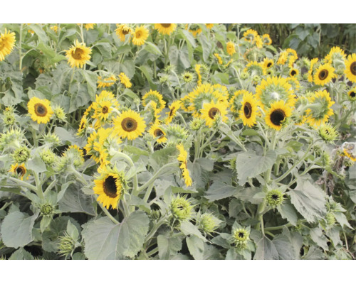 Ein Feld mit blühenden und knospenden Sonnenblumen mit gelben Blütenblättern und grünen Blättern.