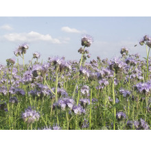 Phacélie en fleurs comme pâturage pour abeilles et engrais vert dans un champ aux fleurs violettes sous un ciel bleu.