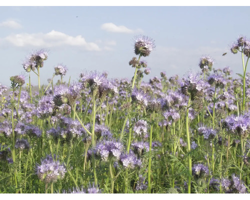 Phacélie en fleurs comme pâturage pour abeilles et engrais vert dans un champ aux fleurs violettes sous un ciel bleu.