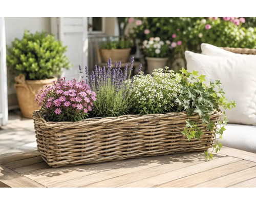 Jardinière rectangulaire en osier sur une table en bois, plantée de lavande, de lierre et de fleurs sur une terrasse lumineuse.