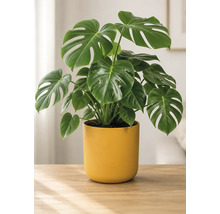 Plante d intérieur Monstera Deliciosa aux grandes feuilles vertes dans un cache-pot jaune sur une table en bois dans une pièce lumineuse.