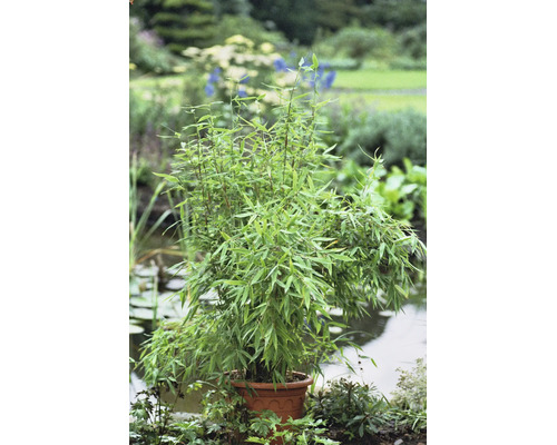 Bambuspflanze mit vielen grünen Blättern in einem Topf in einem hellen Garten an einem Teich.