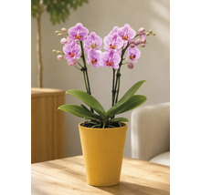 Scène lumineuse avec orchidée Phalaenopsis dans un pot en céramique jaune sur table en bois. La plante présente des fleurs roses et des feuilles vertes.