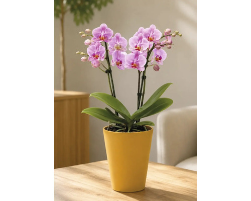 Scène lumineuse avec orchidée Phalaenopsis dans un pot en céramique jaune sur table en bois. La plante présente des fleurs roses et des feuilles vertes.