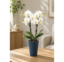 Blühende weiße Phalaenopsis-Orchidee in einem hohen dunkelblauen Keramiktopf auf einem hellen Holztisch in einem hellen, aufgeräumten Wohnzimmer.