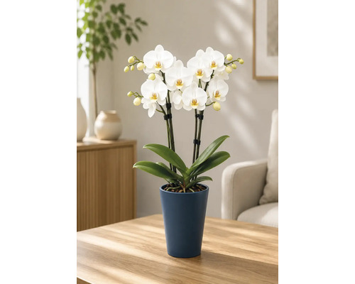 Blühende weiße Phalaenopsis-Orchidee in einem hohen dunkelblauen Keramiktopf auf einem hellen Holztisch in einem hellen, aufgeräumten Wohnzimmer.