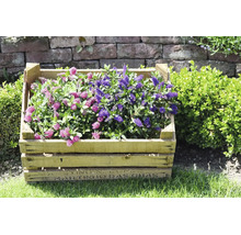 Véronique arbustive (Hebe) à fleurs roses et violettes dans une caisse en bois rustique sur une pelouse devant un mur en pierre dans un jardin.