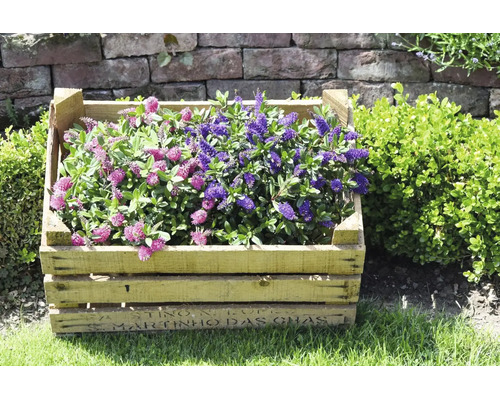 Véronique arbustive (Hebe) à fleurs roses et violettes dans une caisse en bois rustique sur une pelouse devant un mur en pierre dans un jardin.