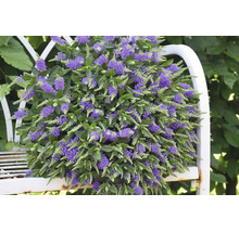 Véronique arbustive Hebe avec des épis de fleurs violettes et des feuilles vertes sur un banc de jardin en métal blanc.