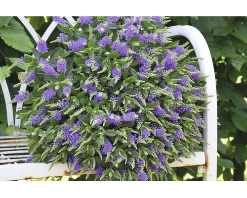 Véronique arbustive Hebe avec des épis de fleurs violettes et des feuilles vertes sur un banc de jardin en métal blanc.