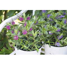 Deux plantes Hebe aux fleurs violettes dans des pots blancs dans un jardin lumineux.