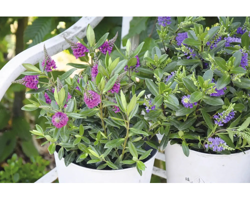 Deux plantes Hebe aux fleurs violettes dans des pots blancs dans un jardin lumineux.