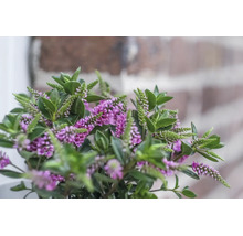 Véronique arbustive Hebe avec des fleurs violettes et des feuilles vertes devant un mur.