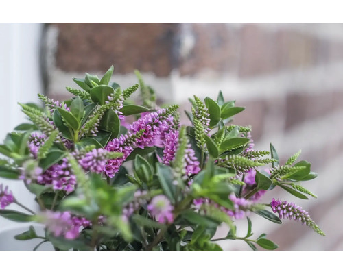 Véronique arbustive Hebe avec des fleurs violettes et des feuilles vertes devant un mur.