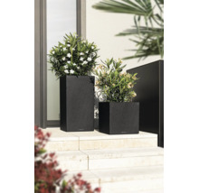 Deux jardinières anthracite aspect ardoise sur un escalier extérieur avec des plantes vertes et des fleurs blanches.