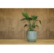 Pot de fleurs Passion for Pottery Santana grès cérame Ø 16 cm h 14 cm vert